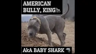 AMERICAN BULLY RESCUE DOG, KING STEALS THE SHOW!