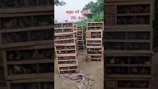 7200 quail dispatched to lahore || #quailfarming #quailfarm #sabirfarms