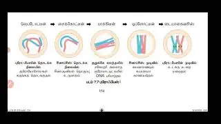 11 th  std bio- botany : chapter-7. Cell Cycles- Crossing over (Meiosis).