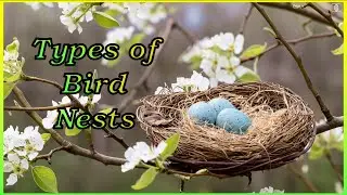 TYPES OF BIRD NESTS | 15 Types of Bird Nests | BIRDS | NEST | TYPES | COMPARE