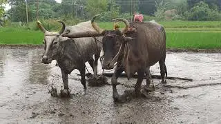 wet  Land leveling using Cow