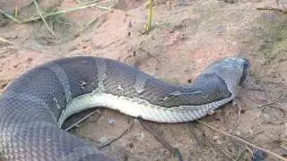 Brave Village people catching snake by hand-手で蛇を捕まえる-snake