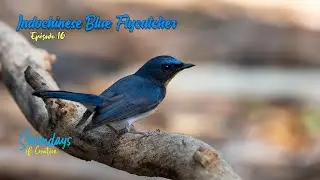 Indochinese Blue Flycatcher