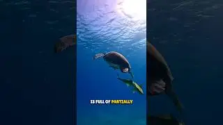 Why Fish Eat Sea Turtle's Poop 🤯