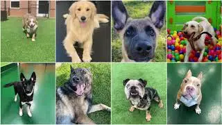 A Day in The Life of In Kennel Training @ Dogs By Andy