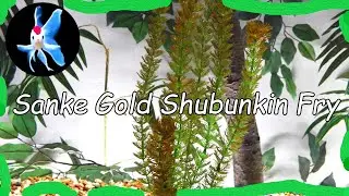 Shubunkin Goldfish Fry Deformities