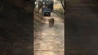 nice tiger sighting 🐅DM☎️+91-9667513982 #ranthambore #tiger #wildlife #youtube #real #reels #natural