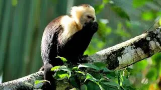 Congo Canopy - Zip-line, ATV and Monkey Sanctuary Combo