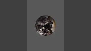 Zwergschnauzer Bukfenc und seine Freunde  &uuml;bertr&auml;gt einen Livestream.