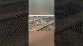 сетка для (от) грызунов в каркасном доме