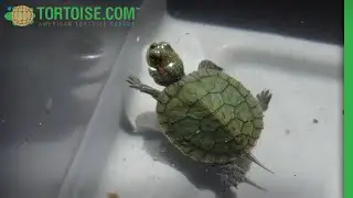 Turtle going for a swim | American Tortoise Rescue