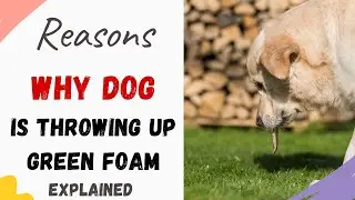 Dog Throw Up Green Foam: Explained, Reasons and What to do to help your Dog.