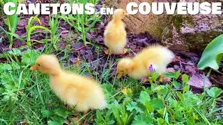 Canetons en couveuse : 3 survivants mais grosses galères !