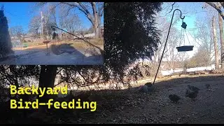 winter days ~  backyard cam with music (Jan 15, 2026)