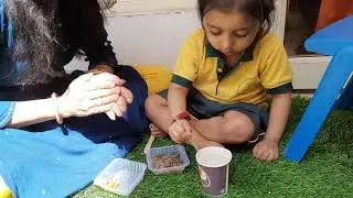 Seeds Germination Activity