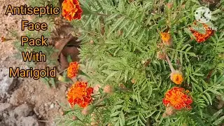 French Marigold Flower  Face Pack With Raw Turmeric  - Best Antiseptic For Skin