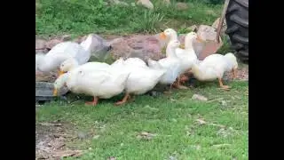 Pek&iacute;n ducks and an Embdem goose drinking and splashing in water on our Offgrid Canadian Homestead