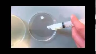 To investigate the growth of leaf yeast