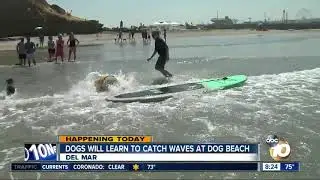 Dogs will learn to catch waves at dog beach