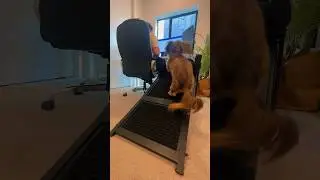 Sit with your best friend on the Seatmate - The Pet Office Chair #dachshund #inventions #pets #pets