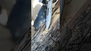 round headed wood borer