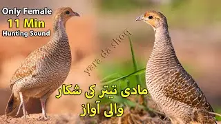 11 Min Female Partridge Hunting Sound | Sirf Madi Teetar ki Awaz Shikar k Liye | Female Francolin