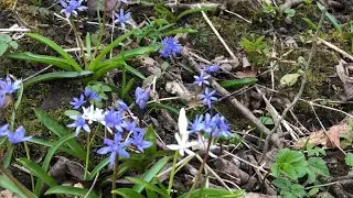 Valley of squills 🪻snowdrops ❄️