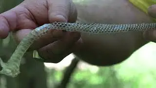 A Tour of the Historical Ecology of the Old Atlanta Prison Farm/South River Forest