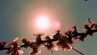 Hello Spring 2 Relaxing Cherry Flowers and birds singing | @DIEUKHANHUSA