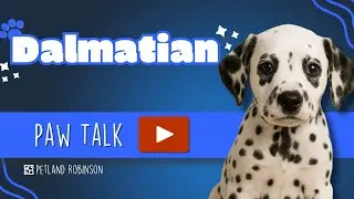 Paw Talk: Is the Dalmatian Right for You? | Petland Robinson PA