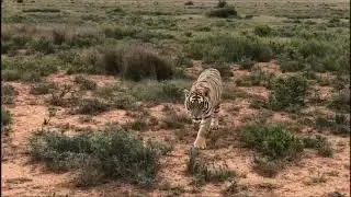 Just Plain Drive: The Tigers of Tiger Canyon