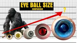 Eyeballs Size Comparison - Monster Eyes - Yukistats,  Animal Eye Size comparison