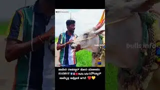 Haveri Rockstar... 💛💛❤️ #horihabba #cow #rockstar #agricultural #bull #bijapur #religion #bulls