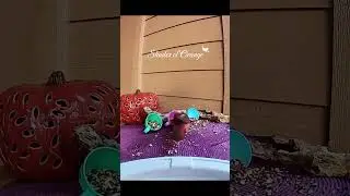Bright colors and its shades. #birdshorts #birdingparadise #birdfood #nature #birdsong