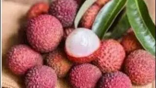 Litchi ka sarbat | lychee fruit ka juice | lychee Juice Recipe | Khalid Iqbal | Punjabi Khabaa