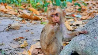 The poor baby monkey is in need of warmth and extra food