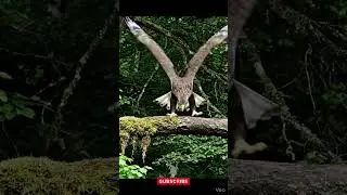 Pigeon Outsmarts Eagle Mid-Air 🐦🦅 | 4K Realistic Wildlife Scene