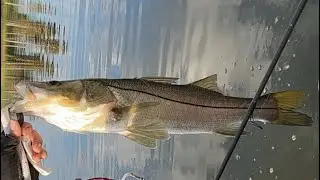 Snook Fishing Miami, FL Canals &ldquo;Biltmore Hotel Golf Course Canal&rdquo; 28&rdquo; 5.48lbs