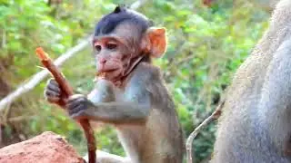Monkey Grab In Cambodia Good All Monkeys In Khmer #049