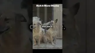Why Stray Dogs Remember the People Who Hurt or Helped Them#cat #funny #pets #animals #dogsoftiktok