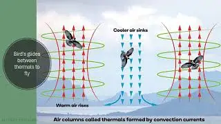 How birds fly? Thermals