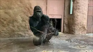 Zoo Praha  - Gorila 23 11 2019