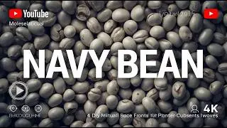 Navy Bean Explained | The Small Bean with Big Nutrition and Global Impact