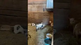 A new used toy!! 😂 hopefully the goats will love it! #horse #viralvideo #funny #goat