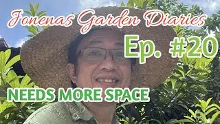 Ep. 20 | Giving My Pomelo Tree More Space to Grow Faster #jonenasgardendiaries #gardencare 