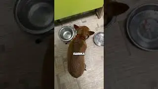 Хвост собаки это язык, который мы игнорируем #тойтерьер #поведениесобак #собаки