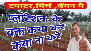 tomato cultivation/chilli cultivation/brinjal cultivation🔥