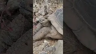 Quiet Moments with a Galapagos Tortoise, From Shell to Claws