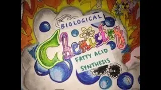 Fatty Acid Synthesis | Biological Chemistry | Video 21
