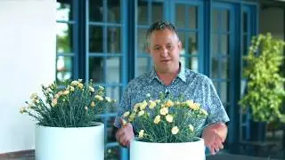 2020 California Spring Trials &ndash; Plant Haven's Dianthus